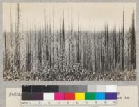 Camp Califorest. Result of the fire of Sept. 1926 that burned from Buck's Ranch to within 2 2/3 miles of camp. View from Spanish Peak road. Red fir. E. Fritz, August, 1929