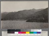 Showing the same north slopes as in the preceding photo. Also stages in the development of the narrow valley for the purpose of raising hay. Foreground, first crop of oat hay. Left middle ground, piles of Manzanita brush. T 16 N, R 11 W, Mount Diablo Meridian, Sec. 29