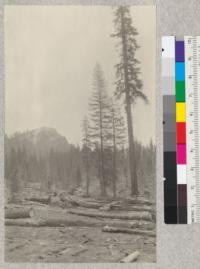 Fresno Dome as seen from an old spur of the Madera Sugar Pine Company, Mariposa County, California. Elevation about 6000'. The trees are Red Fir and Lodgepole Pine. Note the characteristic forked top of the Lodgepole pine