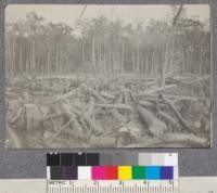 Cut-over land on Williams Cypress Company property, Southern Louisiana. The logs have not yet been skidded off this land. The standing timber in the background is Cypress and Tupelo Gum