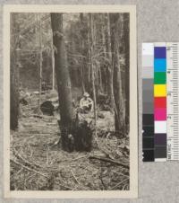 Third growth Redwood about 17 years old thinned for cordwood. Lands of the Pacific Lumber Company - Humboldt County - California. D. T. Mason, 9- '22