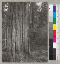 Incense Cedar. 30'' diameter at breast height showing bark characteristic. Spring Hill trail near Camp Califorest, Plumas County, California. May 27, 1939. E.F