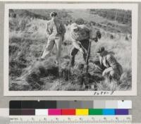 Harry Fowells, Bill Hartman and Charles Kraebel inspect square planting tool developed by Hartman for planting stock from tar paper pots