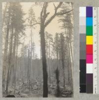 Bill Baker's selective logging east of Carlotta in 1937. View before slash fires. See also #6488. 4-14-38. E.F