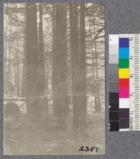 Secondgrowth Redwood Yield Study. Arcata - plot #5. A 30 year old stand of redwood - 42 thousand board feet per acre. Oct. 1922