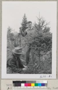 Turn-up tree near Shelton, Washington. Hofert Xmas tree land. Jensen & Goodmonson. Sept. 1952. Metcalf