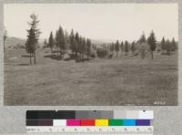 Nevada County. G.V. Robinson Ranch, Rough and Ready. Land cleared of brush by cutting, burning, and goats. Western yellow pine was not cut. 4-7-28. H.E.M