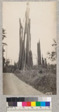 A redwood skeleton near Crescent City, Del Norte County. May 1930