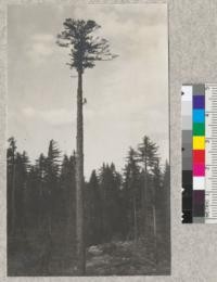 The Topping of a Spar Tree. The first picture shows the high climber being hoisted to adjust the string of powder. The second shows removal of the top. It also shows the forked top which made removal difficult by sawing. Photo taken near Central Camp, Sugar Pine Lumber Company, by Honeycutt (?). 1923