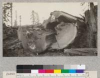 Redwood rots. The top end of the 25-foot butt log of tree #1243. See also photo #4892. View shows sporophore of the pocket rot fungus that developed in the saw cut. Samples for cultures taken from top piece. E. Fritz, October 1929