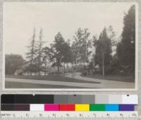 Lincoln Park, Los Angeles. Trees left to right: Cedrus deodara, Pinus radiata. Eucalyptus cladocalyx and globulus