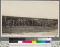 Field of blue gums 1 and 2 years old on Brintnall Ranch, San Luis Obispo County, California. Many of these were planted in December, 1914, and fortune favored in that there were no frosts severe enough to kill the trees. Lower portion has been cut back and sprouted from an earlier planting. May, 1916