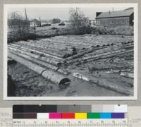 Douglas fir region. Second-growth mill; Eugene Lumber Company, Eugene, Oregon. Smallest logs 8-12" at top end. Producing #4 common and better and structurals. #2 and #3 logs $18.00 at pond. Timber 50-80 years old. Circular head rig, 2 - 44" saws. This mill in business about 20 years on small timber. See also 7330-2. Sept. 9, 1945 E. F