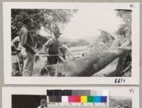 Long Valley, Lake County. Mr. Creager helps in the bucking of specimen logs from valley oak while Harvey Smith looks on