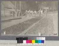 Feather River Experiment Station. 1-1-1 Incense cedar) 1-1-1 Yellow pine) Bed to left 1-1-1 Jeffery pine) 2-1 Incense cedar) 2-1 Yellow pine) Beds to right 2-1 Jeffrey pine) Mitchell, Hansen and Noyes of the Lassen in the background. These are the steplike transplant beds