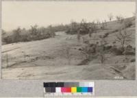 Elk in Henshaw pasture, Mendocino County. March 16, 1928. H. E. M