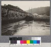 Photograph taken from same point as preceeding picture [2323a] after the tide has gone out. The Bay of Fundy tide at this point has a maximum tidal range of about thirty feet. 1919