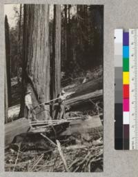 Redwood Utilization Study. Using the "gunsticks" to determine direction of fall of a redwood. Tree #939, 940. E.F. July, 1928