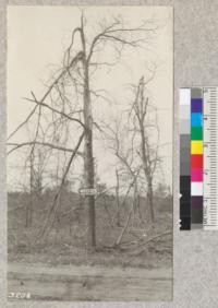 Red oak on the Michigan sand plains near Houghton Lake broken by the sleet storm of 1922. Area burned over by fire of April 28, 1924. There was 5" of ice on telephone wires