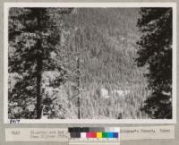 Clearing and 2nd growth Sequoia stands at Whitaker's Forest. Taken from Highway #180. Grah 6/49