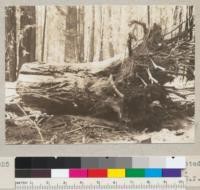 Root characteristics of redwood. Uprooted by another falling tree. Diameter 40''. June 24, 1935. E.F