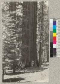 One of the giant Sequoias near Redwood Bowl, summit of Redwood Mountain. Metcalf. July, 1928