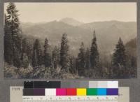 General view of the higher grazing lands of Lassen National Forest. Mt. Lassen in the distance