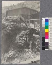 Peculiar fluted growth on a redwood stump at Camp 21, Union Lumber Company, Smith Creek, Mendocino County. Dana Gray, Assistant Logging Superintendent, in the picture. July 1921