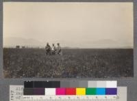 Alfalfa in Judith Basin, Montana, near Ft. McGinnis. Such valleys are complements of the hills and their intensive development makes scientific range management possible. T.17 N. R.21 E.P.M., Sec. 19. Lewistown, Montana