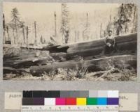 Redwood Utilization Project. Tree No. 846, logs 6 and 7. See also photo #4876. E. Fritz, September 1929