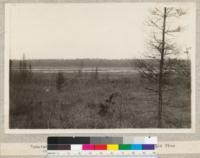 Tamarack and Black Spruce Swamp, with Norway and Jack Pine coming in. Cloquet, Minnesota