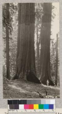 M. E. Davis, carpenter at Whitaker's Forest, 1928, and 2 fine Sequoias along the summit of Redwood Mountain near the Redwood Bowl. Metcalf. July, 1928