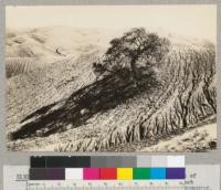 The lone blue oak on a slope with thousands of gulleys around it held its own soil because of root mass, leaf litter and grass. October '32. Lowdermilk. Tehachapi Flood