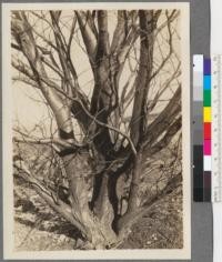 Betula grossa, S et Z. (A. A. 3114). Arnold Arboretum, Massachusetts