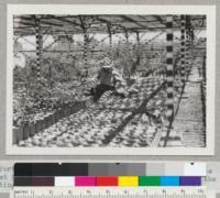 Portion of some 30,000 cork oak trees in cans. State Forest Nursery, May 1942, with the man who did most of the planting