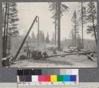 Spanish Peak Lumber Company. Loading trucks high-lead pole in background