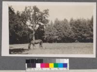 Scotch Pine (Pinus sylvestris) plantation and old natural valley oak tree. Chico Station. August, 1916. Plot O