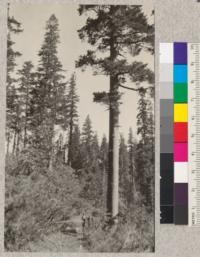 A large sugar pine in a stand probably thinned by fire at large springs at south end of ditch to Spring Hill Mine, section 34, Camp Califorest, Meadow Valley, Plumas County, California. July, 1924