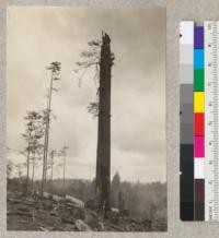 A large living stub, worthless as lumber but very effective as a seed tree. Dolbeer-Carson. May 31, 1934. EF