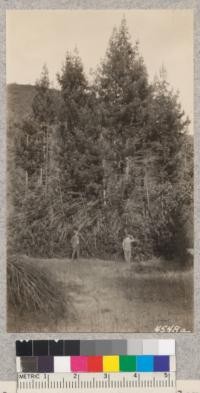 On the lopes tract near Highland Park, Santa Cruz County, are some fine clumps of second-growth redwood, tanbark oak, and Douglas fir and knobcone pine seedlings. It is cut-over land which has been burned but will increase in beauty very rapidly from now on. Metcalf. Nov. 1928