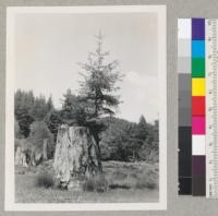 Douglas fir seedling about 18 years old on a redwood stump. Heavy crop of cones in 1952. Mendocino Woodlands at Lilly Pond. 4/30/53. E.F