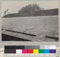 Laying new shingles over the old. New ones 5/2 clear edge grain redwood, old 6/2 star A star cedar laid in 110. South side, showing rough warped old shingles and smooth job of new ones. 928 Fresno Avenue, Berkeley. See also #5745 and #5747. Fall, 1933. E. F