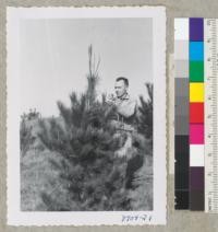 Ray Isle and one of the McNulty Monterey pines at Healdsburg with new growth candles. Jan. 1954. Metcalf