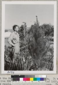 A monterey pine at the Burnside place in Santa Rosa. It was planted with a gallon can as a 1-1 transplant from EBMUD nursery in the spring of 1950. With irrigation received in the garden plot it has reached 7 ft. in 2 growing seasons. The development of false whorls on this tree has given it very good density, but it is still too limber to make a first class Christmas tree. Taken Sept. '51