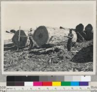 Redwood Region. Chain-saw ripping. Shortly after cut was started. On left side of log note plank for resting head of the saw. On opposite side a chalk line is followed. Coast Redwood Company. 9-30-50. E.F