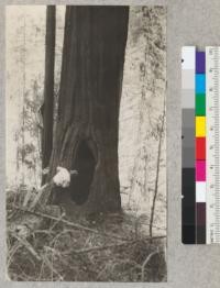 Redwood Utilization Study. Tree #30, a goose pen. The hole runs 20 feet into the butt log. At the 5 foot stump, the tree measured 102 inches. At 20 feet above the stump, the diameter was only 73 inches. Despite the large hole in the tree, there was very little rot above the butt log. Peering into the tree is one of the choppers, Henry Barnes. July 1928, E.F