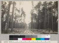 Selective logging on the lands of the Crossett Lumber Company, Crossett, Arkansas. E. F. April, 1929