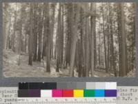 A splendid stand of Sugar Pine, White Fir, and Douglas Fir in Bear Creek road, 1/2 mile from Califorest Camp. About 200 years old; evenaged; normal (?) [sic]. About 150,000 board feet per acre. August, 1920. E.F