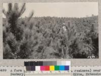 A farm plantation of Red Pine (P. resinosa) near Danbury, Connecticut, with J.A. Gibbs, Extension Forester. September 1932. Metcalf