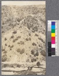 Campbell Creek planting site, Mendocino County, showing the area on north side of creek (south exposure). August, 1922